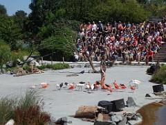 101PARC AUX OISEAUX DANS L AIN 2016 3_000047